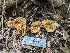 ( - HAY-F-005306)  @11 [ ] by-nc (2023) Stu Pickell Fungal Diversity Survey