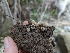  ( - HAY-F-002950)  @11 [ ] by-nc (2023) Stu Pickell Fungal Diversity Survey