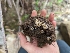  ( - HAY-F-002950)  @11 [ ] by-nc (2023) Stu Pickell Fungal Diversity Survey