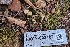  (Lichenomphalia sp. CA01 - HAY-F-002182)  @11 [ ] by-nc (2023) Thea Chesney Fungal Diversity Survey
