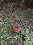  ( - HAY-F-000755)  @11 [ ] by (2023) Mandy Hackney Fungal Diversity Survey