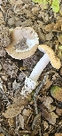  ( - HAY-F-002189)  @11 [ ] by-nc (2023) Thea Chesney Fungal Diversity Survey