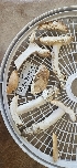  ( - HAY-F-002189)  @11 [ ] by-nc (2023) Thea Chesney Fungal Diversity Survey
