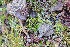  ( - HAY-F-002183)  @11 [ ] by-nc (2023) Thea Chesney Fungal Diversity Survey