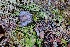  ( - HAY-F-002183)  @11 [ ] by-nc (2023) Thea Chesney Fungal Diversity Survey