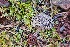  ( - HAY-F-002183)  @11 [ ] by-nc (2023) Thea Chesney Fungal Diversity Survey