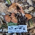  ( - HAY-F-001398)  @11 [ ] c (2023) Michelle C. Torres-Grant Fungal Diversity Survey