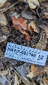  ( - HAY-F-001398)  @11 [ ] c (2023) Michelle C. Torres-Grant Fungal Diversity Survey