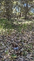  ( - HAY-F-001398)  @11 [ ] c (2023) Michelle C. Torres-Grant Fungal Diversity Survey
