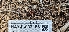  ( - HAY-F-002186)  @11 [ ] by-nc (2023) Thea Chesney Fungal Diversity Survey
