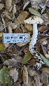  ( - HAY-F-001406)  @11 [ ] c (2023) Michelle C. Torres-Grant Fungal Diversity Survey