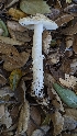 ( - HAY-F-001406)  @11 [ ] c (2023) Michelle C. Torres-Grant Fungal Diversity Survey