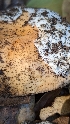  ( - HAY-F-001431)  @11 [ ] c (2023) Michelle C. Torres-Grant Fungal Diversity Survey
