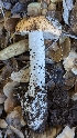  ( - HAY-F-001431)  @11 [ ] c (2023) Michelle C. Torres-Grant Fungal Diversity Survey