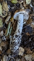  ( - HAY-F-001431)  @11 [ ] c (2023) Michelle C. Torres-Grant Fungal Diversity Survey