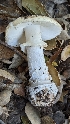  ( - HAY-F-001408)  @11 [ ] c (2023) Michelle C. Torres-Grant Fungal Diversity Survey