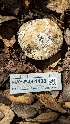  ( - HAY-F-001408)  @11 [ ] c (2023) Michelle C. Torres-Grant Fungal Diversity Survey