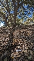  ( - HAY-F-001408)  @11 [ ] c (2023) Michelle C. Torres-Grant Fungal Diversity Survey
