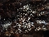  (Henningsomyces sp. CA03 - HAY-F-001855)  @11 [ ] by-nc (2023) Sadie Hickey Fungal Diversity Survey