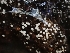  ( - HAY-F-001855)  @11 [ ] by-nc (2023) Sadie Hickey Fungal Diversity Survey