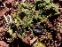  ( - HAY-F-001856)  @11 [ ] by-nc (2023) Sadie Hickey Fungal Diversity Survey