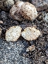  ( - HAY-F-005297)  @11 [ ] by-nc (2023) Stu Pickell Fungal Diversity Survey