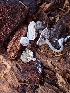  ( - HAY-F-001793)  @11 [ ] by-nc (2023) Sadie Hickey Fungal Diversity Survey