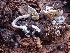  ( - HAY-F-001793)  @11 [ ] by-nc (2023) Sadie Hickey Fungal Diversity Survey