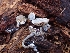  ( - HAY-F-001793)  @11 [ ] by-nc (2023) Sadie Hickey Fungal Diversity Survey