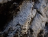  ( - HAY-F-001942)  @11 [ ] by-nc (2023) Sadie Hickey Fungal Diversity Survey