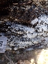  ( - HAY-F-001942)  @11 [ ] by-nc (2023) Sadie Hickey Fungal Diversity Survey