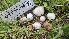  ( - HAY-F-002188)  @11 [ ] by-nc (2023) Thea Chesney Fungal Diversity Survey