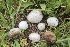  ( - HAY-F-002188)  @11 [ ] by-nc (2023) Thea Chesney Fungal Diversity Survey