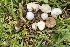  ( - HAY-F-002188)  @11 [ ] by-nc (2023) Thea Chesney Fungal Diversity Survey