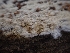  ( - HAY-F-001864)  @11 [ ] by-nc (2023) Sadie Hickey Fungal Diversity Survey