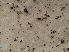  (Trichoderma sp. CA02 - HAY-F-002947)  @11 [ ] by-nc (2023) Stu Pickell Fungal Diversity Survey