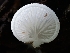  ( - HAY-F-002939)  @11 [ ] by-nc (2023) Stu Pickell Fungal Diversity Survey