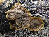  ( - HAY-F-003169)  @11 [ ] by-nc (2023) Dean Lyons Fungal Diversity Survey