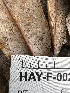  ( - HAY-F-002645)  @11 [ ] c (2023) Rudy Diaz Fungal Diversity Survey
