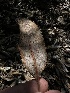  ( - HAY-F-002645)  @11 [ ] c (2023) Rudy Diaz Fungal Diversity Survey
