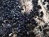  ( - HAY-F-001933)  @11 [ ] by-nc (2023) Sadie Hickey Fungal Diversity Survey