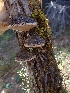  ( - HAY-F-001925)  @11 [ ] by-nc (2023) Sadie Hickey Fungal Diversity Survey
