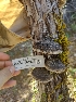  ( - HAY-F-001925)  @11 [ ] by-nc (2023) Sadie Hickey Fungal Diversity Survey