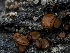  ( - HAY-F-002895)  @11 [ ] by-nc (2023) Stu Pickell Fungal Diversity Survey