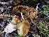  ( - HAY-F-001796)  @11 [ ] by-nc (2023) Sadie Hickey Fungal Diversity Survey