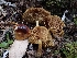  ( - HAY-F-001796)  @11 [ ] by-nc (2023) Sadie Hickey Fungal Diversity Survey