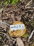  ( - HAY-F-001796)  @11 [ ] by-nc (2023) Sadie Hickey Fungal Diversity Survey