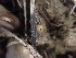  ( - HAY-F-001872)  @11 [ ] by-nc (2023) Sadie Hickey Fungal Diversity Survey