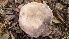  (Russula sp. Woo16 - HAY-F-001411)  @11 [ ] c (2023) Michelle C. Torres-Grant Fungal Diversity Survey