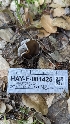 ( - HAY-F-001425)  @11 [ ] c (2023) Michelle C. Torres-Grant Fungal Diversity Survey